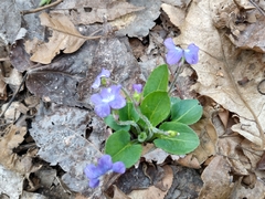Viola fimbriatula