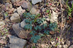 Sanicula saxatilis