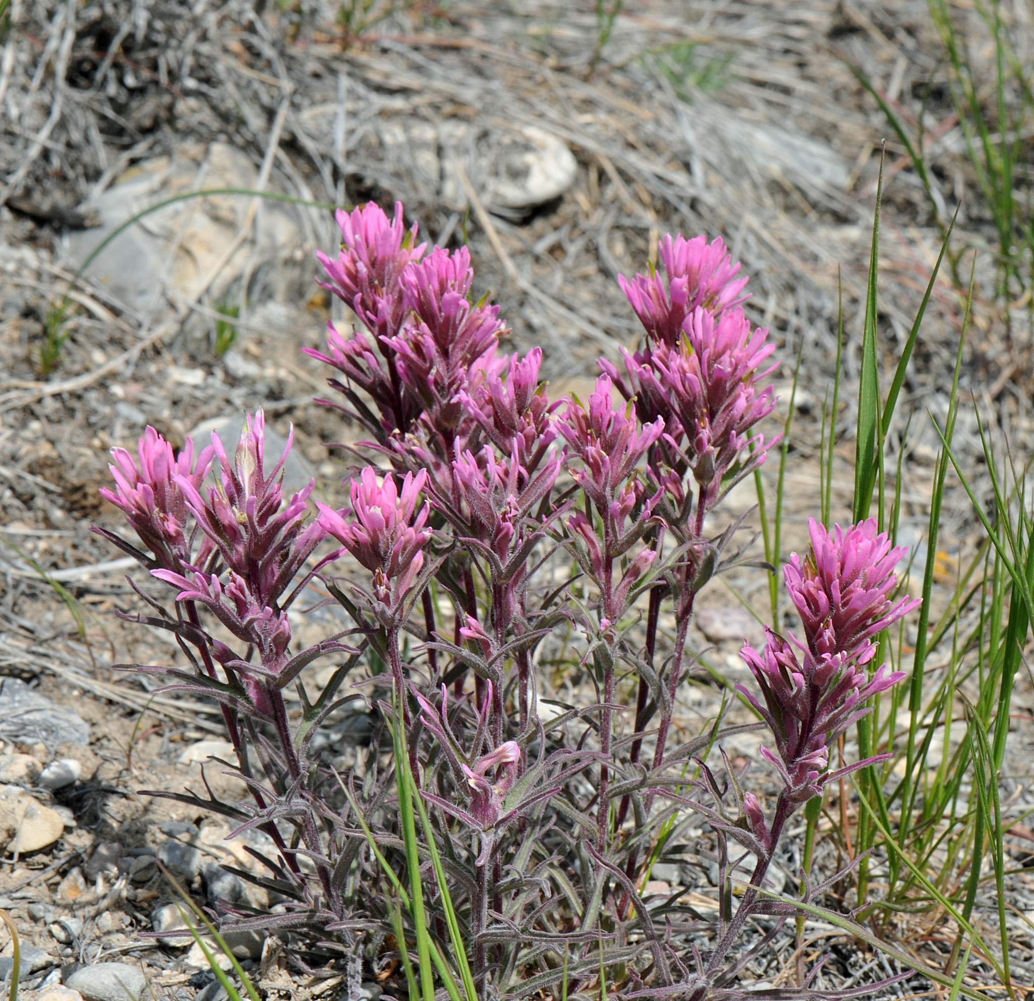Castilleja angustifolia var. angustifolia
