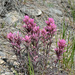 Castilleja angustifolia angustifolia - Photo (c) Todd Boland, alguns direitos reservados (CC BY-NC), uploaded by Todd Boland