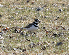 Charadrius vociferus