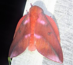 Othorene purpurascens