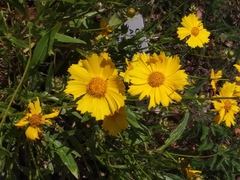 Coreopsis lanceolata