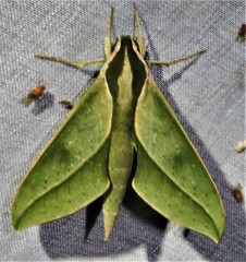 Xylophanes rothschildi