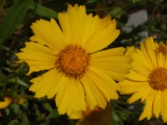 Coreopsis lanceolata