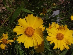 Coreopsis lanceolata