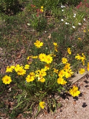 Coreopsis lanceolata