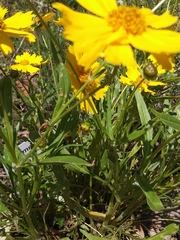 Coreopsis lanceolata