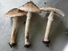 Echinoderma sp. 'Ohinewai' - Photo (c) David Whyte, some rights reserved (CC BY-SA), uploaded by David Whyte