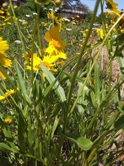 Coreopsis lanceolata