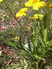 Coreopsis lanceolata