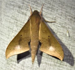 Xylophanes hannemanni