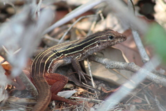 Aspidoscelis angusticeps angusticeps