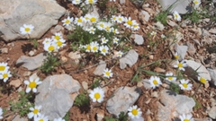 Anthemis rascheyana