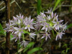 Allium bisceptrum