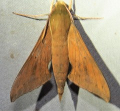 Xylophanes hannemanni