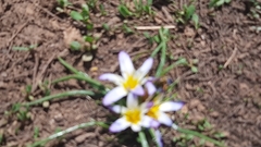 Romulea nivalis