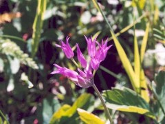 Allium brevistylum