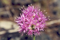 Allium columbianum