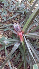 Ananas comosus