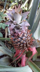 Ananas comosus