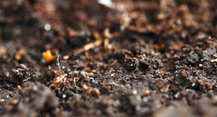 Stigmatomma pallipes