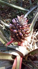 Ananas comosus