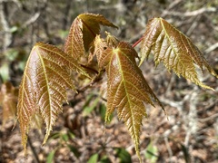 Acer rubrum rubrum