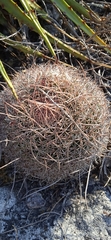 Mammillaria mystax