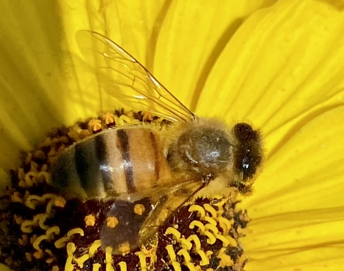 iNaturalist observation photo of Western Honey Bee