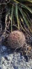 Mammillaria mystax