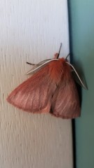 Pterolocera leucocera