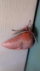 Pterolocera leucocera