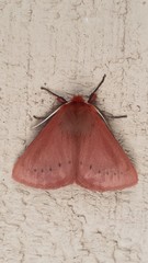 Pterolocera leucocera