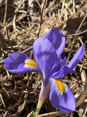 Iris verna smalliana