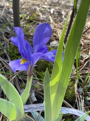 Iris verna smalliana