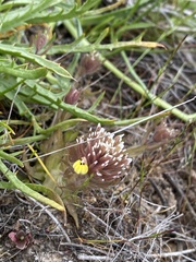 Castilleja ambigua insalutata