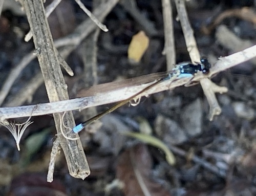 iNaturalist observation photo of Pacific Forktail