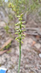 Genoplesium nigricans
