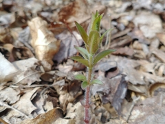 Lysimachia vulgaris
