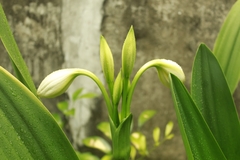 Crinum jagus