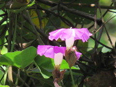 Ipomoea mairetii