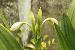 Crinum jagus