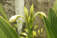 Crinum jagus