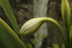 Crinum jagus