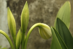 Crinum jagus