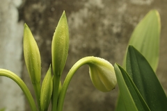 Crinum jagus