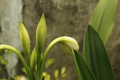 Crinum jagus