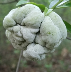 Exobasidium symploci