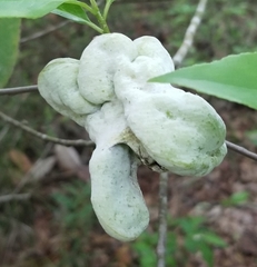 Exobasidium symploci